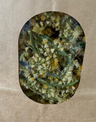 Dried Goldenrod