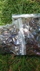 30g Dried Red Jatropha Curcas Leaves – Ratanjot Laljari Yatilung Jadi Herbs