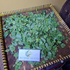 Daun Kacang Hias (Arachis Pintoi) Pinto Peanut Dried Leaves