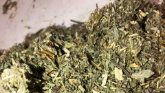 Damiana + Mullein Blend Bulk Natural Aphrodisiac Healing Herb Mix – 1 2 4 8 oz’s