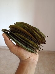60Pcs Soursop Leaves / Hojas de Guanabana / Annona GRAVIOLA Natural Organic Leaf