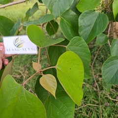 Jati putih (Gmelina arborea) White Teak Dried Leaves