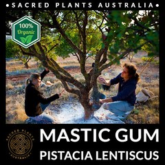 MASTIC GUM Resin 25g Tears of Chios | Pistacia Lentiscus Sacred Shaman Medicinal