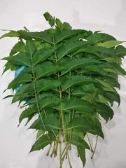 Neem Powder Azadirachta Indica Hojas De Neem Leaves Dried Natural Herbal Leaves