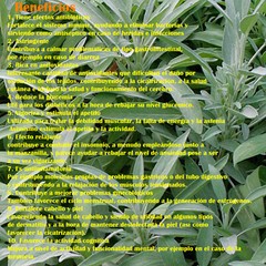Salvia Hierba te, Sage Herbs Tea, Organic salvia officinalis, 3oz salvia comun !