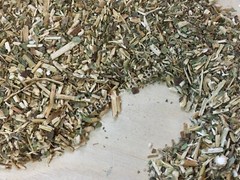 Wild Lettuce, L. virosa, Whole Herb, 1 oz Free Ship ~ Schmerbals Herbals