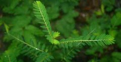 Chanca Piedra – Stone Breaker* Urinary Infection & Inflammation Support* The