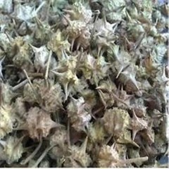 Safed Musli, Kaunch Beej, Ashwagandha, Shatavari Gokhru Akarkara Combo Free Ship