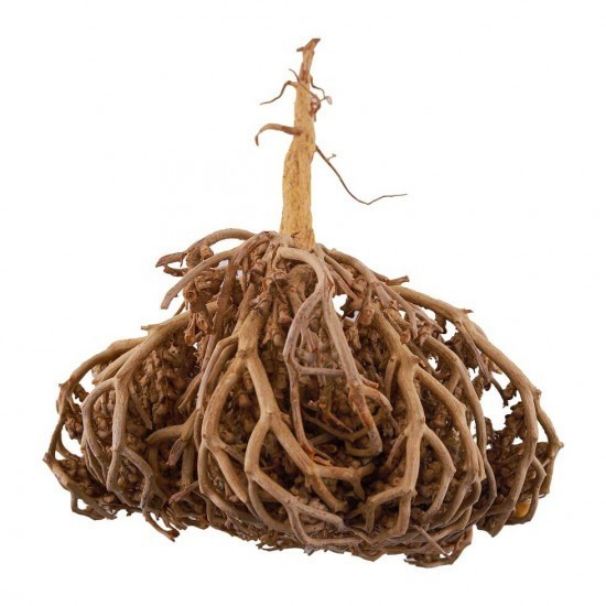 Rose of Jericho Flower of Maryam Anastatica hierochuntica 70 g كف مريم