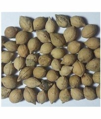 Putrajeevak Putranjiva Roxburghii Jiyopota Irukolli Jivaputrak WHOLE -50gm