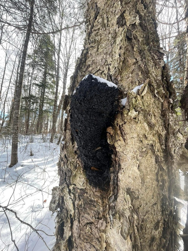 Fresh Harvested Chaga Mushroom hand ground powder