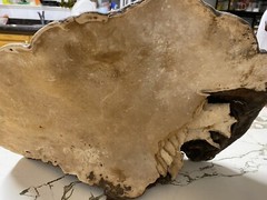 Lingzhi Mushroom (Reishi) Display Piece Chinese Large ! Health Medicinal (B)