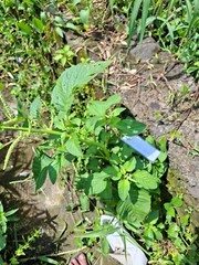 Daun Bayam Hjau – Amaranthus – green amaranth Dried Leaves