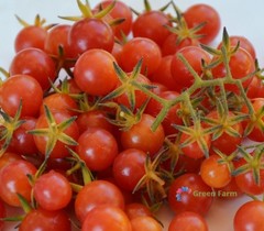 10 Seeds Red Currant Tomato Smallest Edible Juicy Fruit Unpretentious Plants