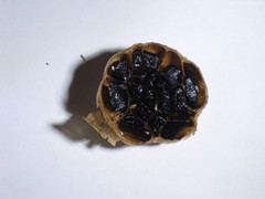 2x Doug’s black fermented)garlic 100g (about4oz) polyphenoles,and S-allylcystei