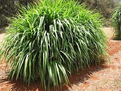 Super Napier Grass Anjan Grass Seebs 100 gram Each High Protein Grass for Cattle