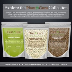 Moringa Oleifera Seeds Kernel SHELLED Fresh Organic Semilla De Moringa Bulk