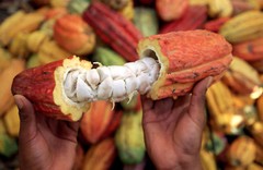 CACAO Extract Anandamide Antioxidants Enrich Mood Folk Handcraft Remedy Tincture