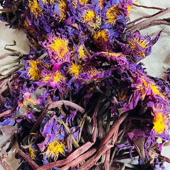 Blue Lotus Whole Flowers With Stem Egyptian Nymphaea Caerulea Herbal Organic Tea