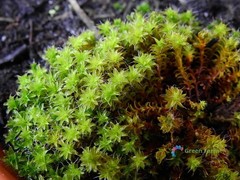500 Seeds Syntrichia Ruralis Twisted Star Moss Resistant Amazing Gardening Plant