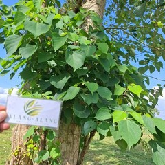 Jati putih (Gmelina arborea) White Teak Dried Leaves
