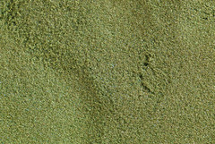 Kelp Granules or Powder | Natural Iodine-Rich SeaweedThyroid Support | 1/4/8 OZ