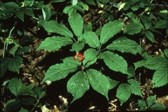 Half Wild American Wisconsin 7 years Ginseng 正宗美国威州半野生花旗参(7年中泡参)-U.S Seller