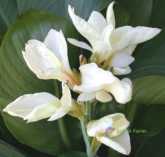 2 Bulbs Cream White Canna Lily Rare Tropical Perennial Exotic Plant Home Garden