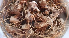 Wild Yam Root – Wild Harvest from the Appalachian Mountains, Large Cut