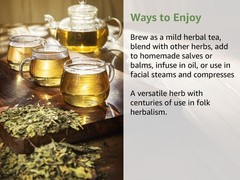 Plantain Leaf Tea (Plantago Major) – Dried Loose Leaf Herb – Cut & Sifted