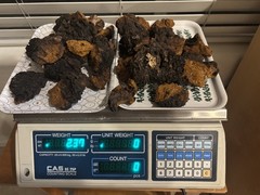 Wild, Organic,Pure, Northeast, Dried Chaga Slices 2.37 lbs