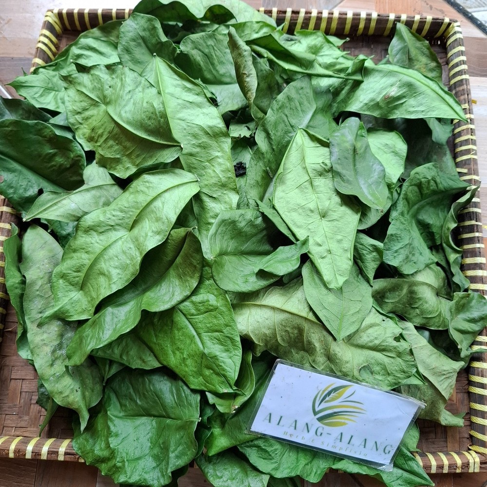 Daun Melinjo (Gnetum gnemon) Spanish Joint Fir Dried Leaves