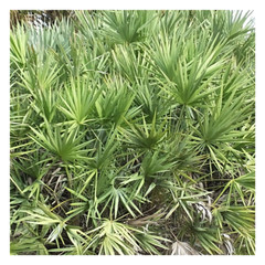 Saw Palmetto Berry Capsules | Serenoa Repens | 540mg