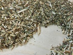 Wild Lettuce, L. virosa, Whole Herb, 1 oz Free Ship ~ Schmerbals Herbals