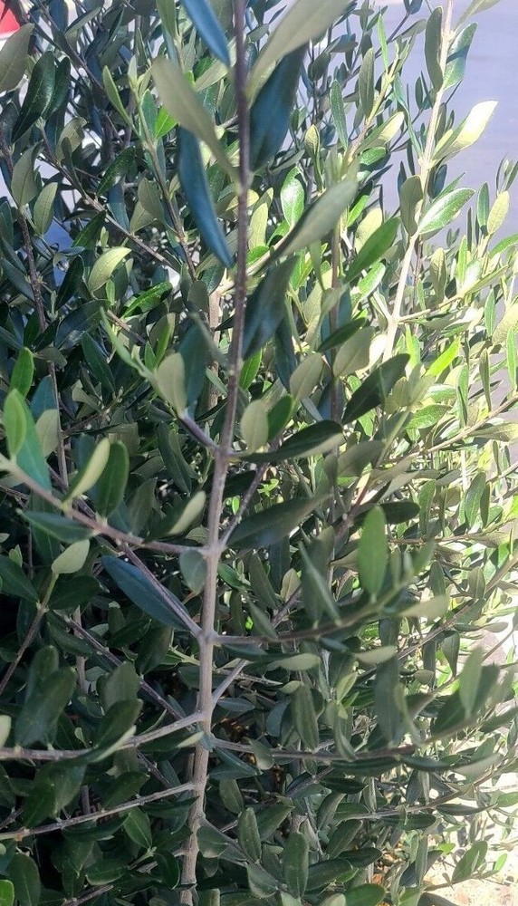 Organic Olive leaves from CA, USA. Picked fresh when you order. Free Shipping