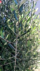 Organic Olive leaves from CA, USA. Picked fresh when you order. Free Shipping