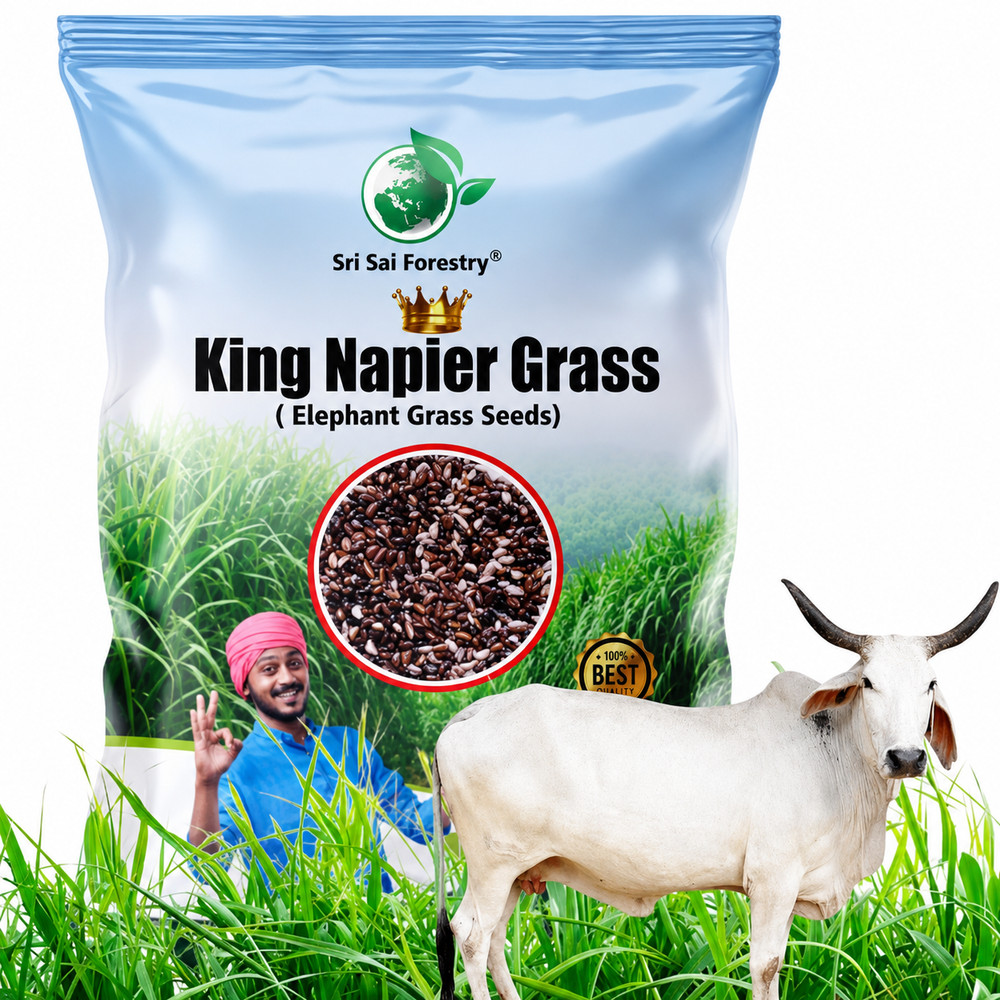 Napier Grass Seeds, King Grass, Elephant Grass Seed for Goat and Cow 100g – 1kg
