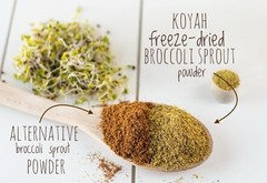& Non-GMO Freeze-Dried Broccoli Sprout Powder – 1 Scoop = 1/4 Cup Sprouts