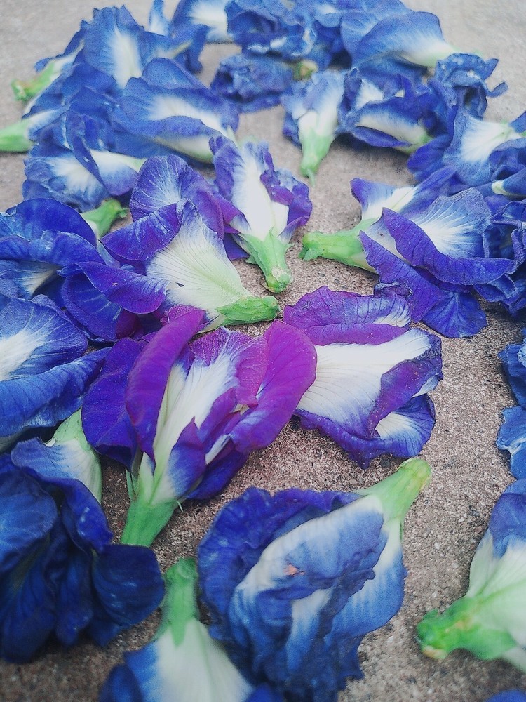 Blue butterfly pea flower (asian pigeonwings)