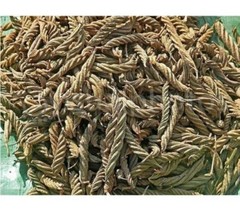Indian screw nut helicteres isora marod phali organic Bhendu Jonkphal Avartani