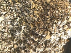 No.39 T-Mix Wild Lettuce Lobelia Cal Poppy Mullein Passionflower Hops Lemon 2 oz