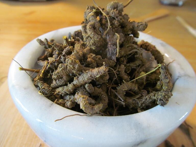 Goldenseal Root – Whole Dried Root, 2023 Appalachian Mountains Wild Harvest