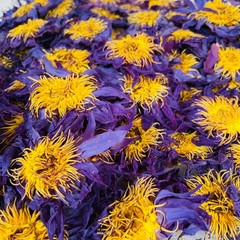 Blue Lotus |Nymphaea Caerulea| 100% Organic Herbal Hand Picked Flowers Tea
