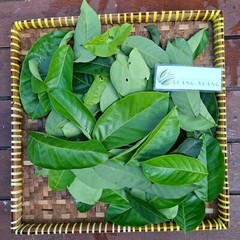 Daun Rambutan (Nephelium lappaceum) Dried Leaves