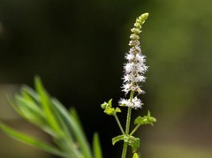 Black Cohosh Organic Tincture Herbal Extract Handcrafted & Aged 1 Year