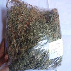 +25g Phyllanthus Niruri Chanca Piedra Stone Breaker Pure Dried Herb Gale of Wind