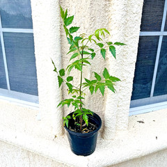Neem (Azadirachta indica) Live Medicinal Plant length 14 +inch for Planting