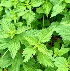 Stinging Nettle Leaf Wild Crafted Cut ~ Freshly Packed USA Free Ship