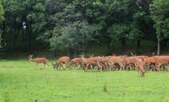 Sika Deer Velvet Antler 1:23 Extract Powder, Adaptogenic herb Sexual tonic 100g.