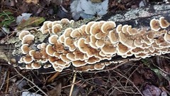 Wild Harvested Turkey Tail Mushroom Double Extract Tincture 2 oz